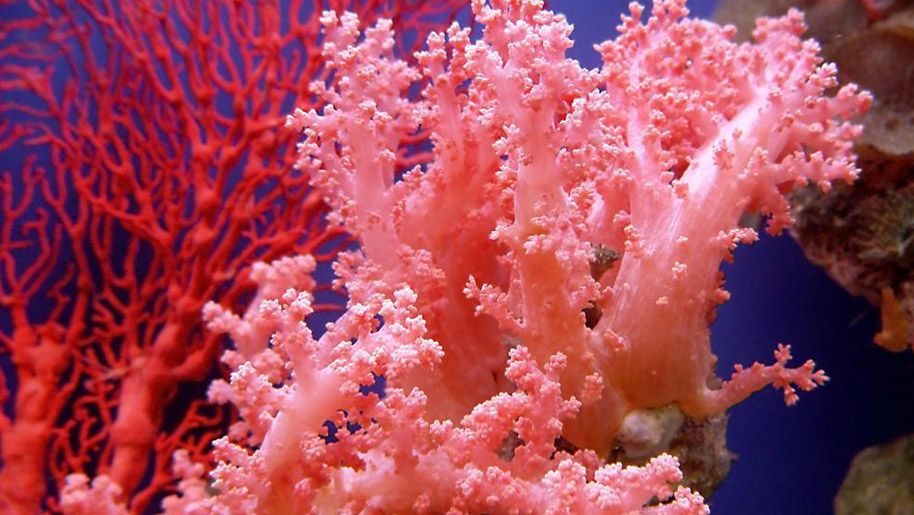 San hô đỏ trong môi trường tự nhiên